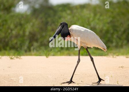 Nahaufnahme eines Jabiru, der auf einem sandigen Flussufer in South Pantanal, Brasilien, läuft. Stockfoto