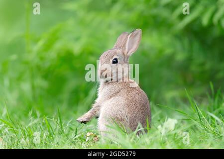 Wilder Hase (Oryctolagus cuniculus), der auf seinen Hinterbeinen auf einer Wiese steht, Vereinigtes Königreich. Stockfoto