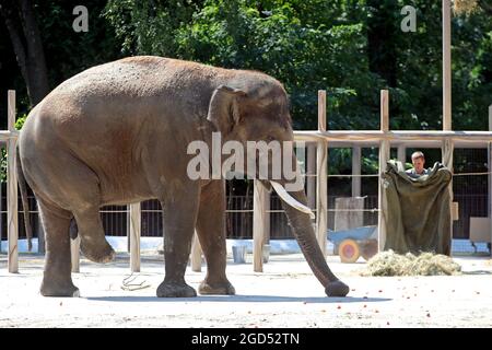 Nicht exklusiv: KIEW, UKRAINE - 8. AUGUST 2021 - der Elefant Khoras lebt im Kiewer Zoo, Kiew, der Hauptstadt der Ukraine. Stockfoto