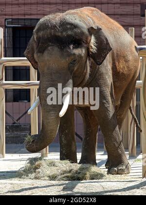 Nicht exklusiv: KIEW, UKRAINE - 8. AUGUST 2021 - der Elefant Khoras lebt im Kiewer Zoo, Kiew, der Hauptstadt der Ukraine. Stockfoto