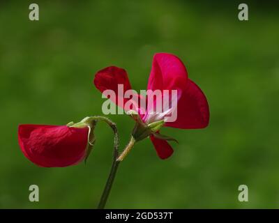 Ein rosa lathyrus odoratus mit einem grünen unscharfen Hintergrund Stockfoto