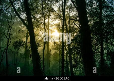 Goldener Sonnenaufgang, der an einem nebligen Morgen durch die Waldbäume leuchtet Stockfoto