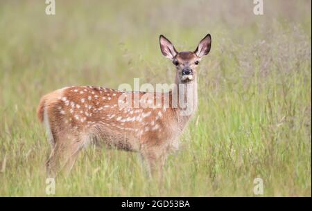 Nahaufnahme eines Rotwildkalbes, das im Sommer auf der Wiese steht. Stockfoto