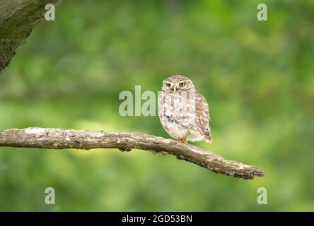 Nahaufnahme einer kleinen Eule (Athene noctua), die im Sommer auf einem Baumzweig thront, Vereinigtes Königreich. Stockfoto
