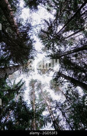 Blick von unten auf Bäume im Kiefernwald im Herbst. Dunkler Kiefernwald. Ansicht von unten nach oben Stockfoto