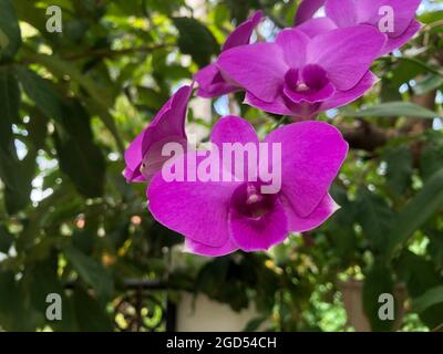 Lila Orchidee im Hausgarten Stockfoto