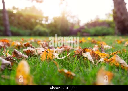 Low Angle POV Scenery Multicoloroed Bright Vibrant Oak and Ahorn First Fallen Dry Leaves on Green Grass Rasens at Campus Yard or City Park Garden in Stockfoto