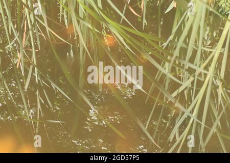 Reflexion im Wasser von unordentlichen Schilfbett Stockfoto