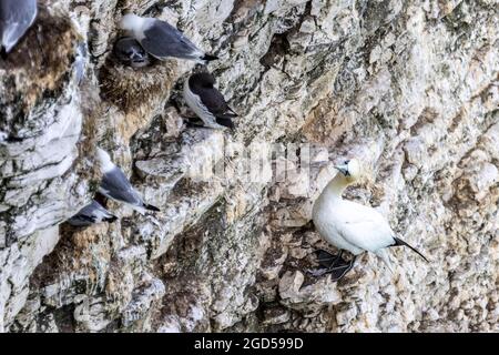 Bempton Cliffs, Yorkshire, UK: Kittichkieher (Rissa tridactyla) brüten und Gannet (Morus bassanus) schauten neugierig weiter Stockfoto