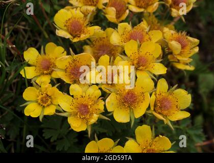 Gelbe Wildblumen wachsen in der Region Pizol, Schweizer Alpen. Potentilla. Stockfoto