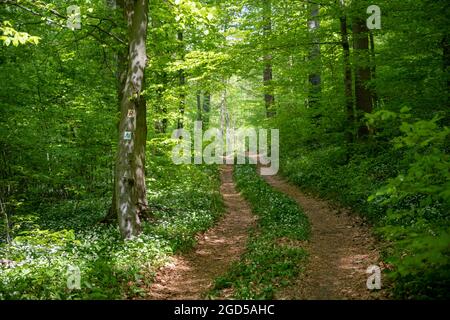 Geographie / Reisen, Deutschland, Baden-Württemberg, Mosbach, Neckarsteig im Diedesheimer Wald, ZUSÄTZLICHE-RIGHTS-CLEARANCE-INFO-NOT-AVAILABLE Stockfoto