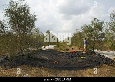 Oliven in einem Olivenhain pflücken. Fotografiert in Israel. Die übliche Methode ist, ein Tuch unter den Baum zu legen und dann auf die Äste zu treffen. Der reife Oliv Stockfoto