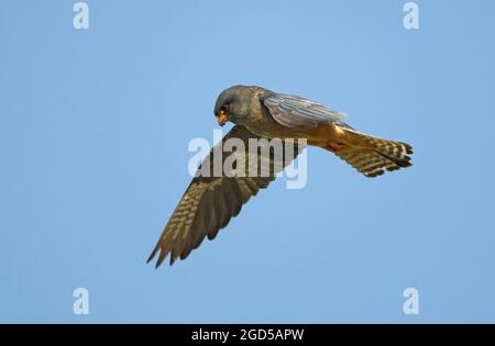 Rotfußfalke (falco vespertinus) im Flug mit blauem Himmel. Dieser Greifvogel wird in Osteuropa und Asien gefunden, ist aber zu einem Ne geworden Stockfoto