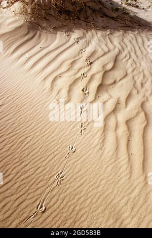 Vogelfußabdrücke in einer Sanddüne Stockfoto