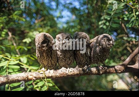 Europäische Scops Eulen (Otus Scops) auf einem Baum, Hefer Valley, Israel im Oktober Stockfoto