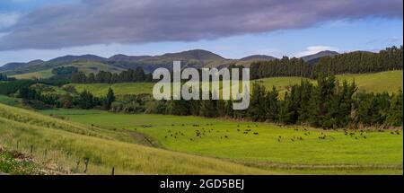 Viehweiden auf dem Feld, Longridge North, Southland, Neuseeland Stockfoto
