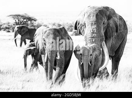 Gruppe afrikanischer Elefanten, loxodonta africana, zu Fuß durch das Grasland des Amboseli National Park, Kenia. Der Elefantenbulle Tusker Tim ist ein s Stockfoto