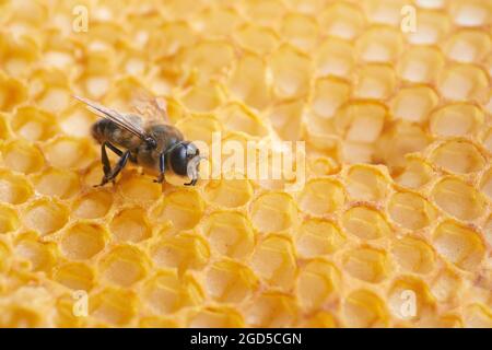 Makrofoto einer Biene auf einer Wabe. Nationaler Honigbienentag Stockfoto