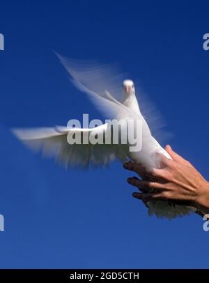 Eine Hand schickt eine fliegende weiße Taube auf blauem Himmel Hintergrund ab. Eine Weiße Taube ist ein Symbol des Friedens Stockfoto