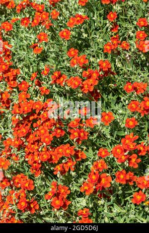 Helianthemum 'Henfield Brilliant' eine im Sommer blühende immergrüne kleine Strauchpflanze mit einer orange roten Sommerblume, die allgemein als Steinrose, sto, bekannt ist Stockfoto