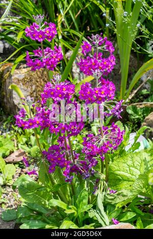 Primula Candelabra eine im Frühling blühende Sommerpflanze mit einer violetten Sommerblüte, die allgemein als Kerzenständerkerze bekannt ist, Stockfoto Stockfoto