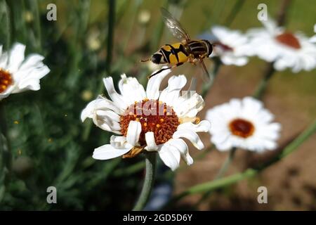 Rhodanthemum 'Casca' eine im Frühling blühende Pflanze mit einer weißen Sommerblüte, die allgemein als marokkanische Gänseblümchen mit einem Schwebebieneninsekt bekannt ist, Stockfoto