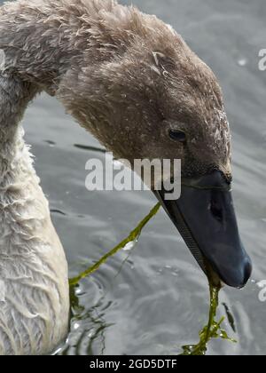 Ein juveniler stummer Schwan, noch mit seinem Cygnet flauschig nach unten, knabbernd an etwas Teichkraut und mit stählem Wasser dahinter. Stockfoto