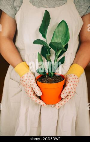 Nicht erkennbare weibliche Gärtnerin in Kleid und Handschuhe tragen orangefarbenen Topf mit Strelitzia Reginae Pflanze zu Hause Stockfoto