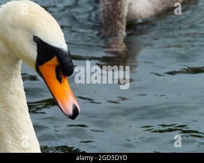 Ein erwachsener Schwan im Profil, mit seinem flauschigen Cygnet hinten; sein Kopf unter dem glasigen Wasser, auf der Suche nach Nahrung. Stockfoto