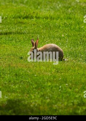 Ein Kaninchen hält auf einem sonnenbeschienenen Feld inne, um auf etwas Gras zu knabbern (und für ein Porträt zu posieren!). Stockfoto