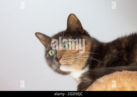 Hauskatze (weiß, grau, rot) Mestizo mit gelb-grünen Augen auf weißem Hintergrund. Nahaufnahme, Ansicht von unten. Stockfoto