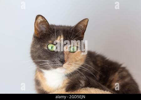 Hauskatze (weiß, grau, rot) Mestizo mit gelb-grünen Augen auf weißem Hintergrund. Nahaufnahme, Ansicht von unten. Stockfoto