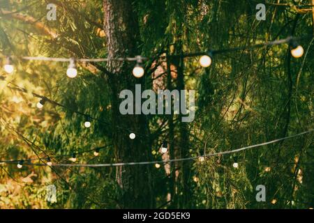 Party String Lichter hängen an den Ästen im Wald. Event Dekoration Stockfoto