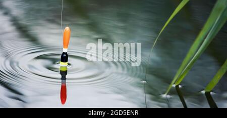 Angeln schwimmt im Teichwasser. Platz kopieren Stockfoto