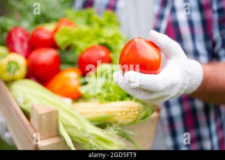 Bauer hält frisch gepflückte Tomaten, Schachtel Erntegemüse auf dem Hintergrund Stockfoto