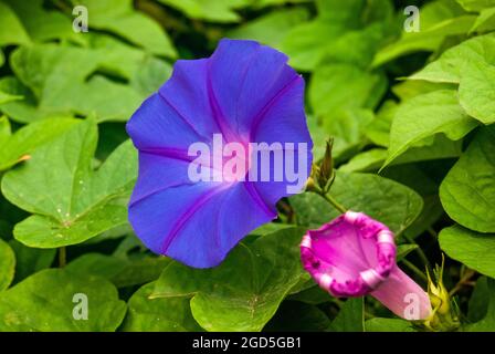 Makroaufnahme mit Morning Glory Flower - Ipomoea purpurea, selektiver Fokus. Stockfoto