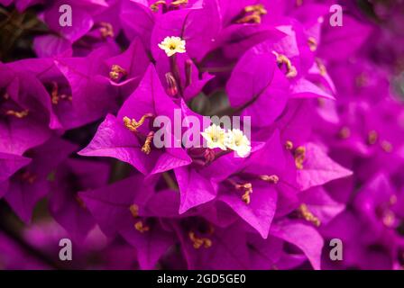 Bougainvillea glabra weiße Blüten blühen - Makro, selektiver Fokus. Stockfoto