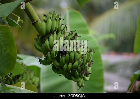 Grüne Bananenhaufen auf dem Baum Stockfoto