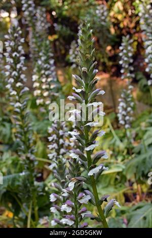 Acanthus mollis trägt Beinkleider Pflanzen mit Blumen. Frühling Natur. Stockfoto