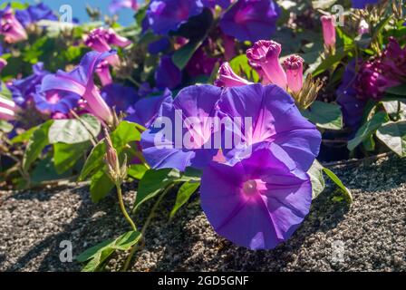 Nahaufnahme des Morgens Glory violette Blumen und rosa Knospen - Ipomoea purpurea, Macro. Stockfoto