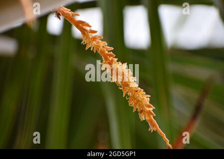 Isolierte Kokosblüte, Blütenstand Blume, orange Farbe Kokosblüten Cluster in der Natur Stockfoto