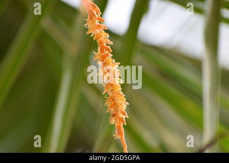 Isolierte Kokosblüte, Blütenstand Blume, orange Farbe Kokosblüten Cluster in der Natur Stockfoto