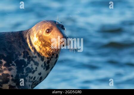 Nahaufnahme Porträt einer großen erwachsenen Kegelrobbe (Halichoerus grypus) an einem sonnigen Abend in estnischer Natur Stockfoto