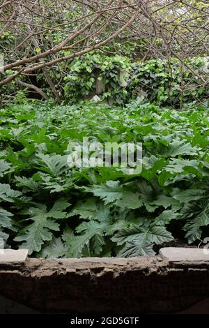 Überwachsene Akanthus Pflanzen mit großen grünen Blättern im Garten eines verlassenen Hauses. Stockfoto