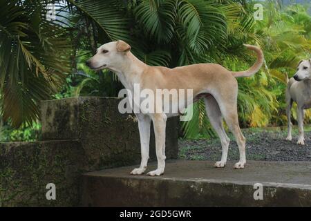 Hund steht auf Treppen und starrt Stockfoto