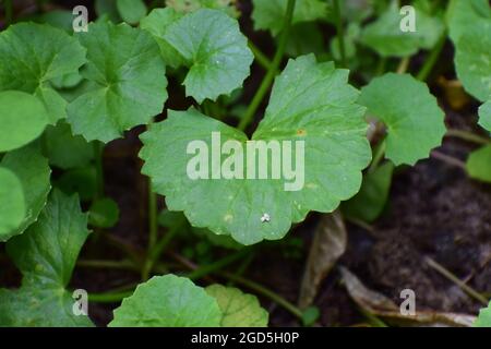 Grüne Pennywürzeblätter und Pflanzen auf dem Ackerland, Pennywürzeanbau auf nassem Ackerland, Centella asiatica Pflanzen Stockfoto