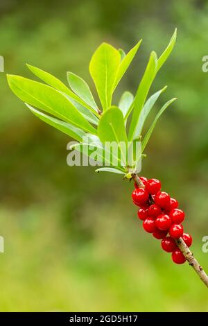 Rote giftige Beeren und grüne Blätter des Mezereum (Daphne mezereum), die in der finnischen Natur wachsen Stockfoto