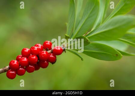 Rote giftige Beeren und grüne Blätter des Mezereum (Daphne mezereum), die in der finnischen Natur wachsen Stockfoto