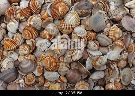 Muschelsammlung Meer und Sommer Natur Hintergrund. Stockfoto