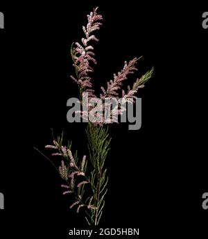 Name: Smallflower Tamarisk Baum oder Tamarix parviflora mit rosa Blüten, Tamarix gallica, Französisch Tamarisk Stockfoto